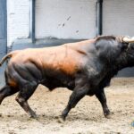 Sorteo. Madrid, domingo 21 de abril de 2019