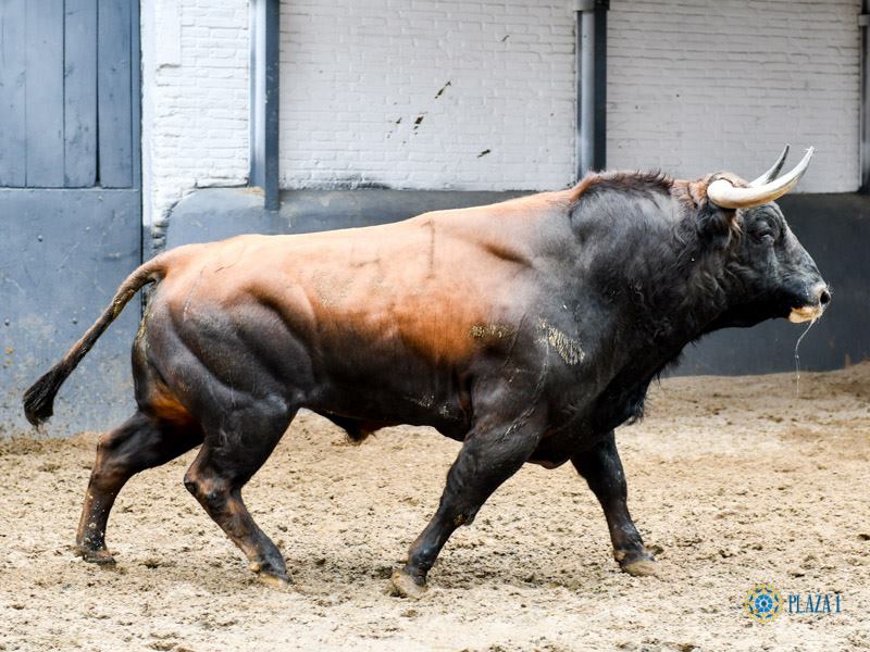 Sorteo. Madrid, domingo 21 de abril de 2019