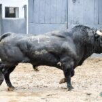 Sorteo. Madrid, domingo 21 de abril de 2019