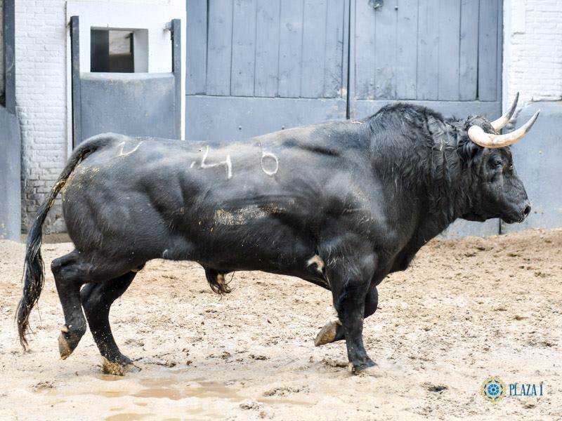 Sorteo. Madrid, domingo 21 de abril de 2019