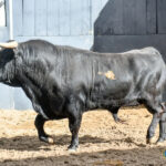 Novillos de Sánchez Herrero para Las Ventas