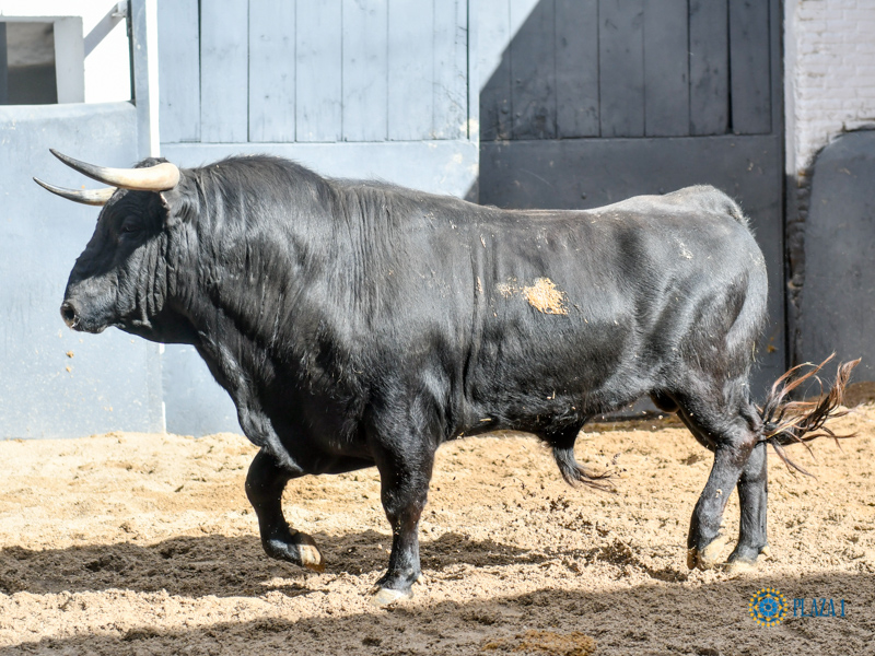 Novillos de Sánchez Herrero para Las Ventas