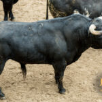 Sorteo. Sevilla, domingo 21 de abril de 2019