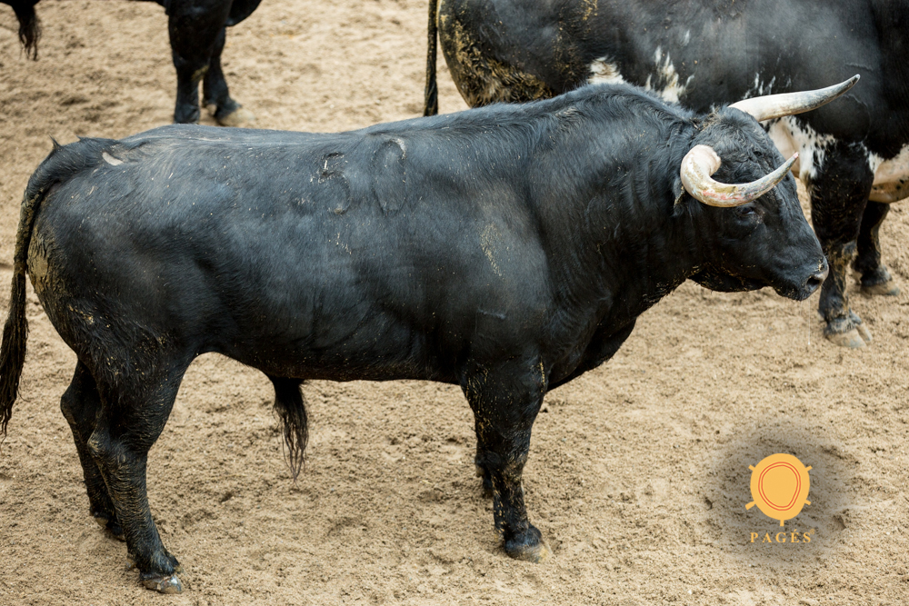 Sorteo. Sevilla, domingo 21 de abril de 2019