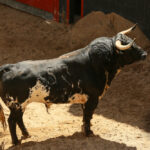 Sorteo, Sevilla 28 de abril de 2019. Toros de La Palmosilla