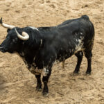 Sorteo. Sevilla, domingo 21 de abril de 2019