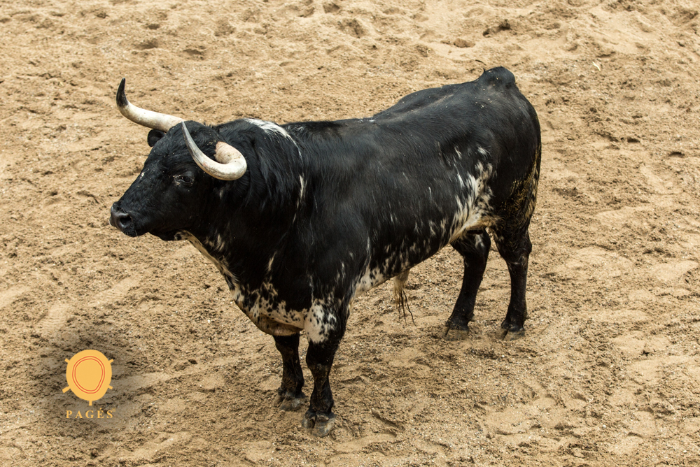 Sorteo. Sevilla, domingo 21 de abril de 2019