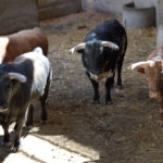 Sorteo, Zaragoza 27 de abril de 2019