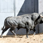 Novillos de Sánchez Herrero para Las Ventas