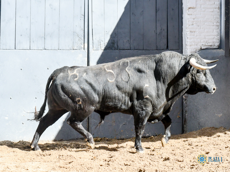 Novillos de Sánchez Herrero para Las Ventas