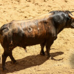 Sorteo, Sevilla 28 de abril de 2019. Toros de La Palmosilla