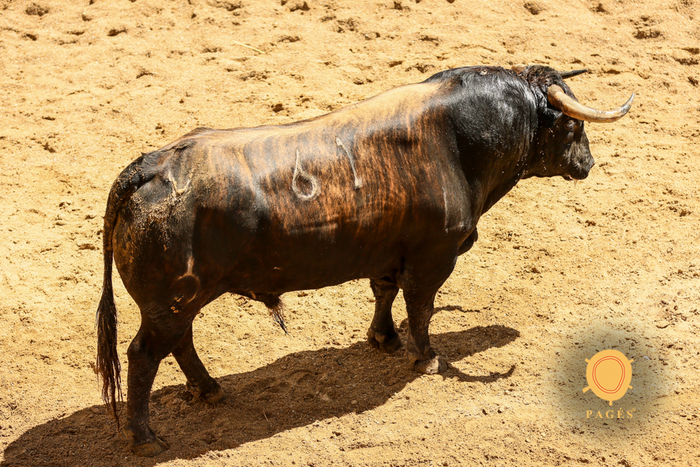 Sorteo, Sevilla 28 de abril de 2019. Toros de La Palmosilla