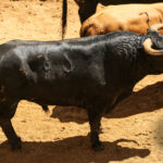 Sorteo, Sevilla 28 de abril de 2019. Toros de La Palmosilla