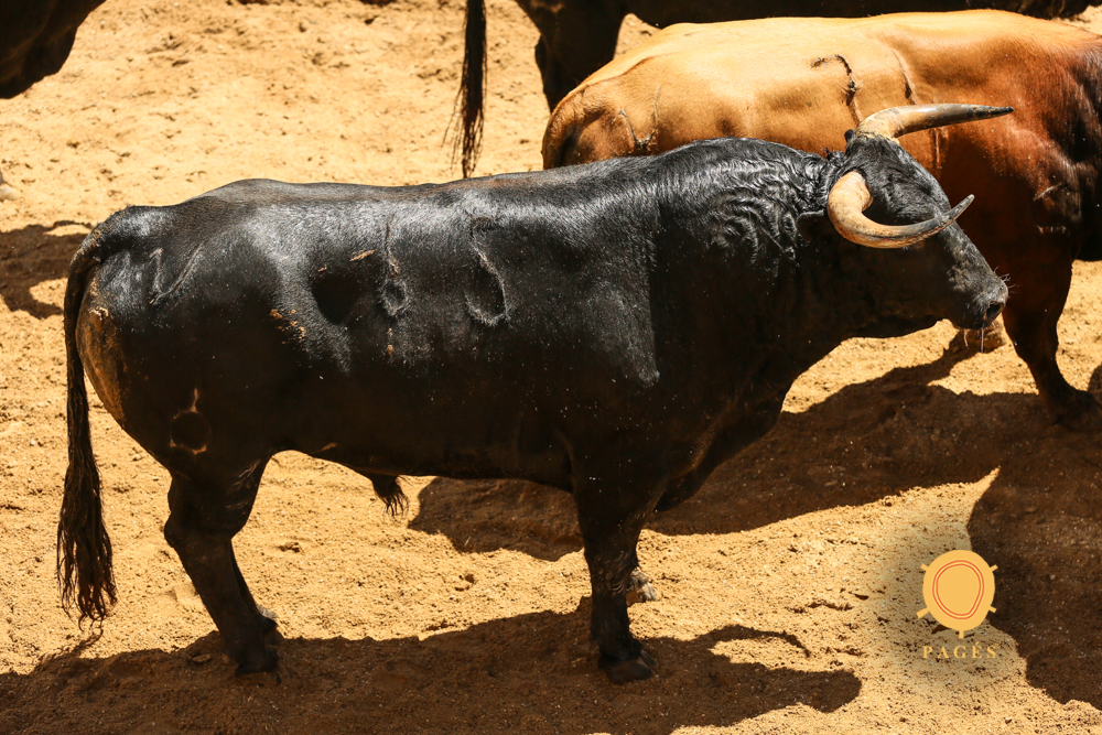 Sorteo, Sevilla 28 de abril de 2019. Toros de La Palmosilla