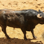 Sorteo, Sevilla 28 de abril de 2019. Toros de La Palmosilla