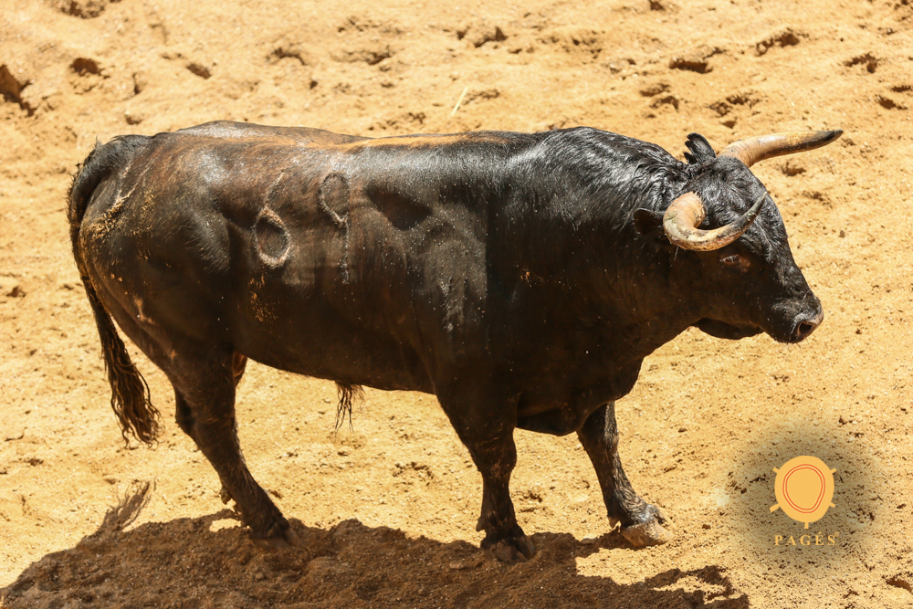 Sorteo, Sevilla 28 de abril de 2019. Toros de La Palmosilla