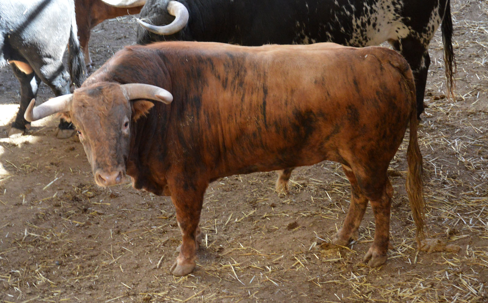 Sorteo, Zaragoza 27 de abril de 2019