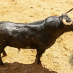 Sorteo, Sevilla 28 de abril de 2019. Toros de La Palmosilla