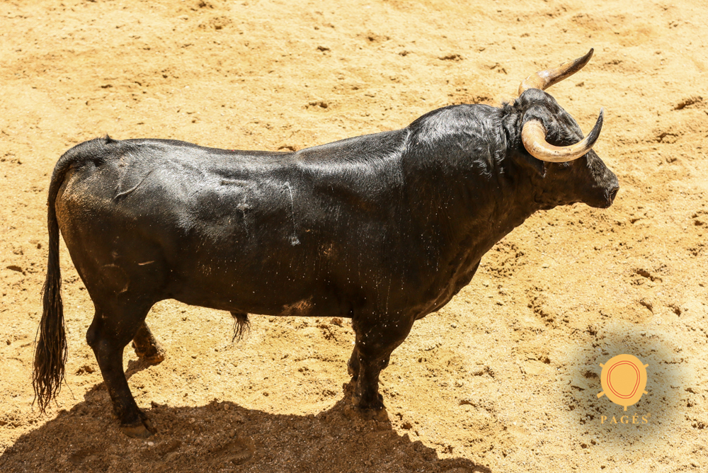 Sorteo, Sevilla 28 de abril de 2019. Toros de La Palmosilla