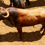 Sorteo, Sevilla 28 de abril de 2019. Toros de La Palmosilla