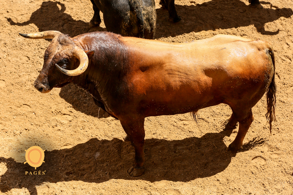 Sorteo, Sevilla 28 de abril de 2019. Toros de La Palmosilla