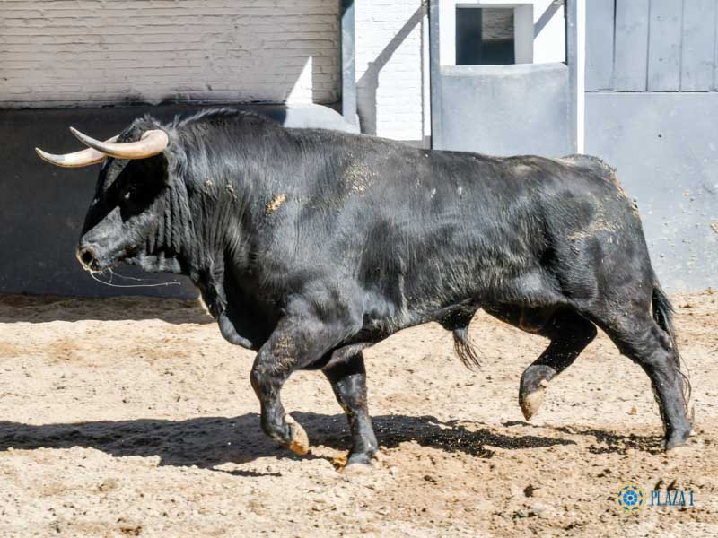 Sorteo, Madrid 27 de abril de 2019