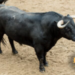 Sorteo. Sevilla, domingo 21 de abril de 2019