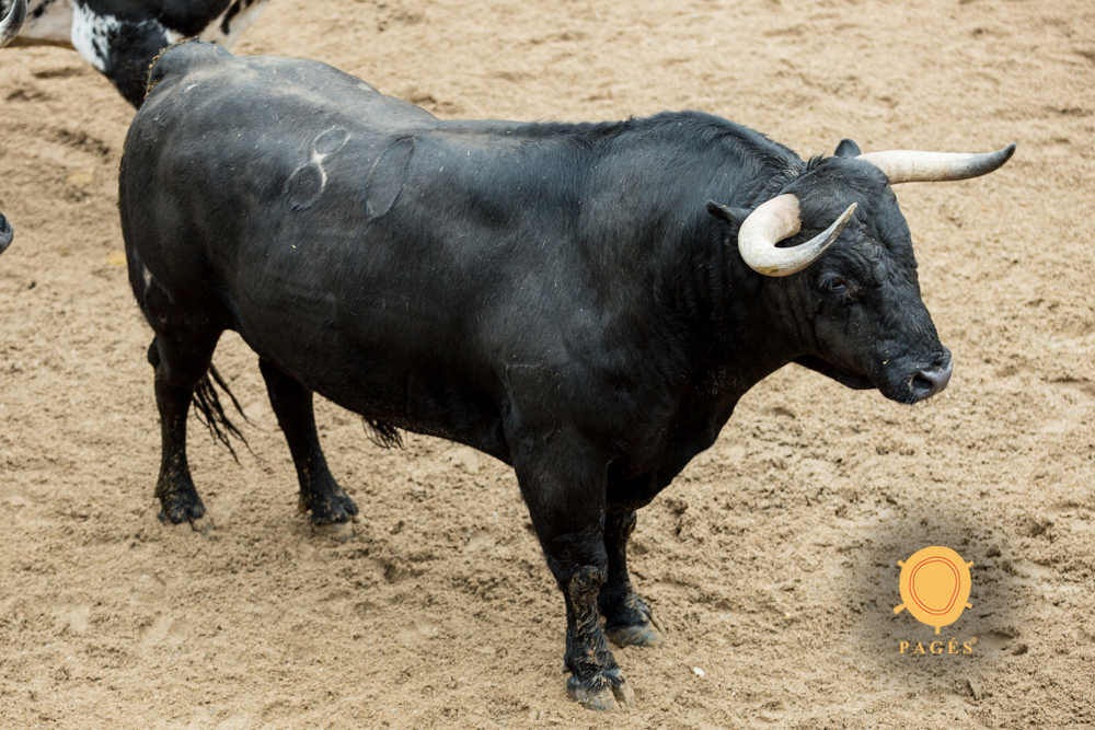 Sorteo. Sevilla, domingo 21 de abril de 2019