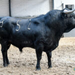 Novillos de Sánchez Herrero para Las Ventas
