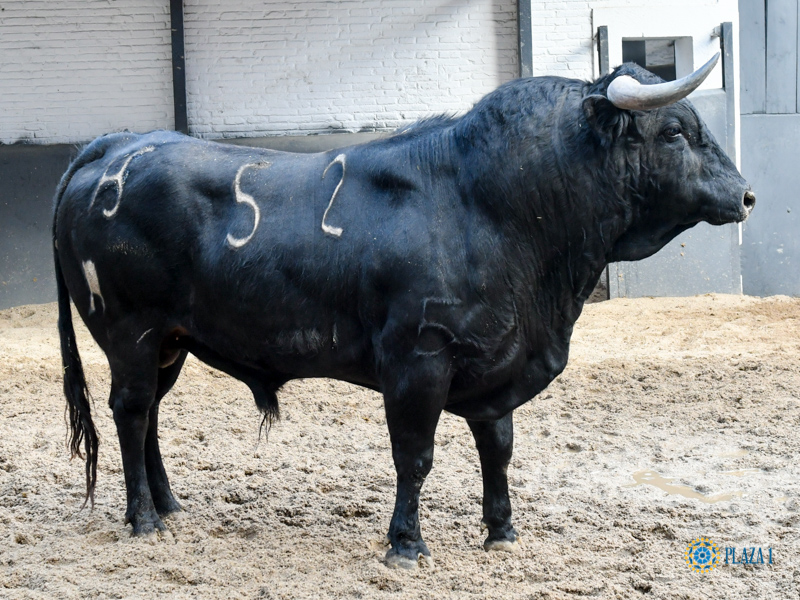 Novillos de Sánchez Herrero para Las Ventas