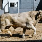 Sorteo, Madrid 27 de abril de 2019