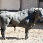 Sorteo, Madrid 27 de abril de 2019