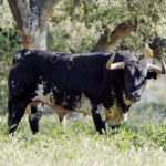 Toros de José Luis Pereda para la corrida Goyesca del 2 de mayo en Las Ventas