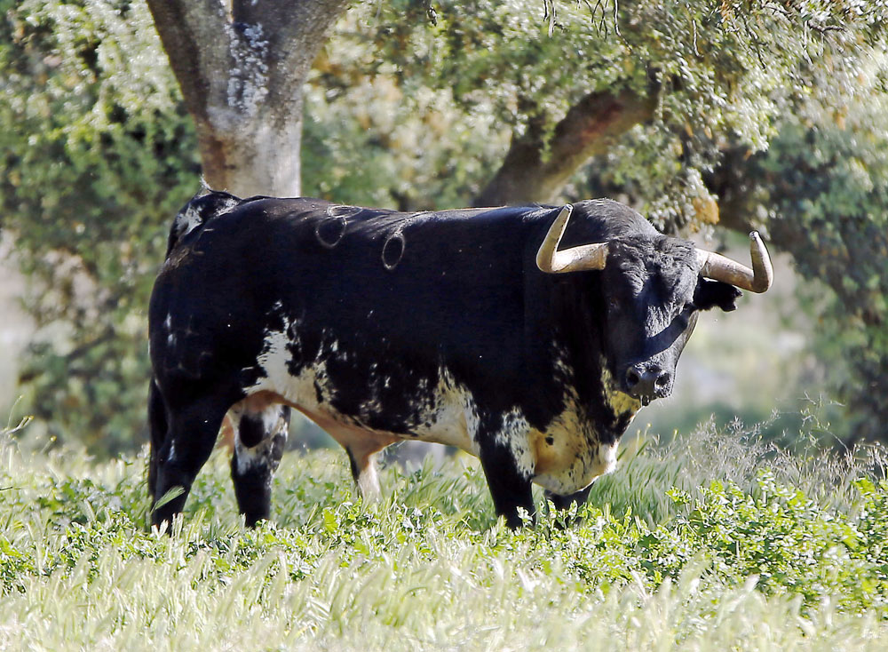 Toros de José Luis Pereda para la corrida Goyesca del 2 de mayo en Las Ventas