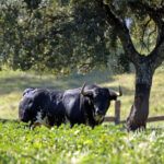 Toros de José Luis Pereda para la corrida Goyesca del 2 de mayo en Las Ventas