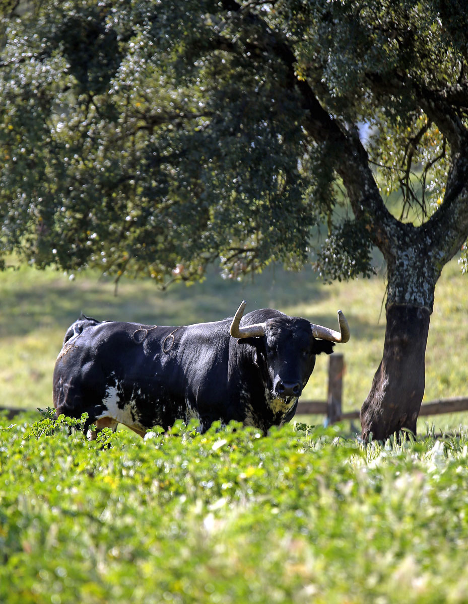 Toros de José Luis Pereda para la corrida Goyesca del 2 de mayo en Las Ventas