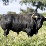 Toros de José Luis Pereda para la corrida Goyesca del 2 de mayo en Las Ventas