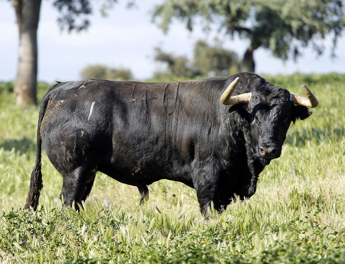 Toros de José Luis Pereda para la corrida Goyesca del 2 de mayo en Las Ventas