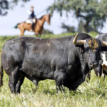 Toros de José Luis Pereda para la corrida Goyesca del 2 de mayo en Las Ventas
