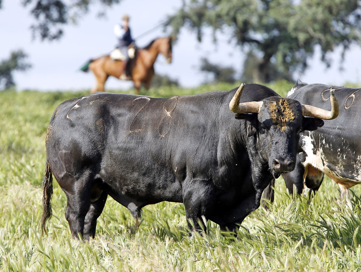 Toros de José Luis Pereda para la corrida Goyesca del 2 de mayo en Las Ventas