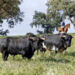 Toros de José Luis Pereda para la corrida Goyesca del 2 de mayo en Las Ventas