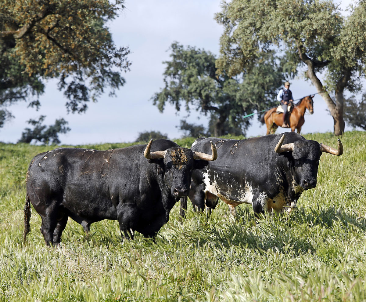 Toros de José Luis Pereda para la corrida Goyesca del 2 de mayo en Las Ventas