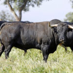 Toros de José Luis Pereda para la corrida Goyesca del 2 de mayo en Las Ventas