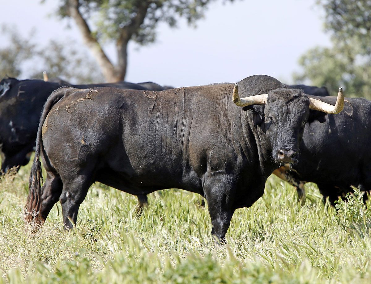 Toros de José Luis Pereda para la corrida Goyesca del 2 de mayo en Las Ventas