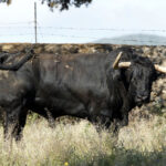 Toros de José Luis Pereda para la corrida Goyesca del 2 de mayo en Las Ventas
