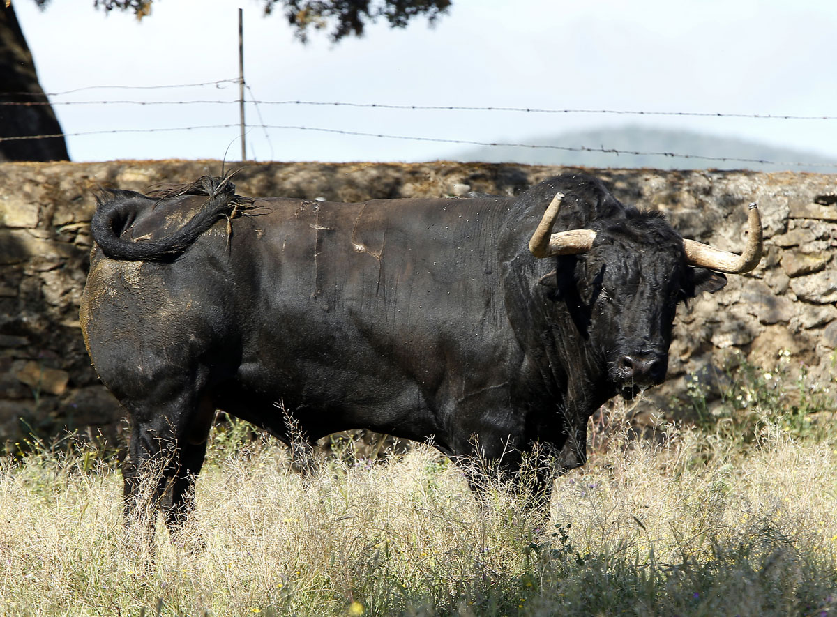 Toros de José Luis Pereda para la corrida Goyesca del 2 de mayo en Las Ventas