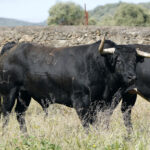 Toros de José Luis Pereda para la corrida Goyesca del 2 de mayo en Las Ventas