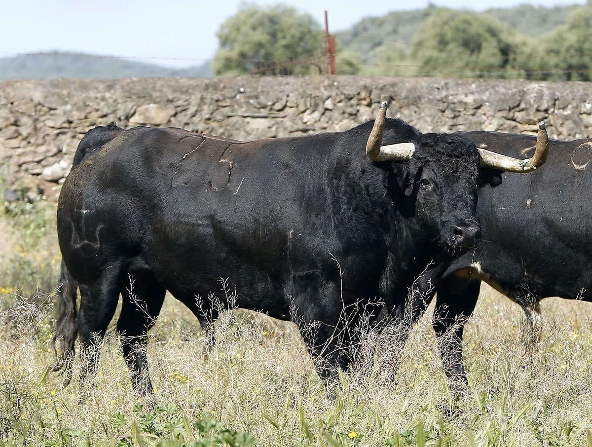 Toros de José Luis Pereda para la corrida Goyesca del 2 de mayo en Las Ventas