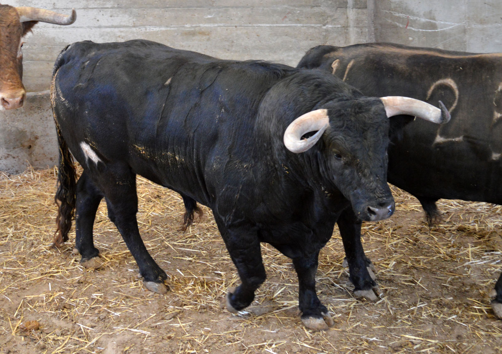 Sorteo, Zaragoza 27 de abril de 2019