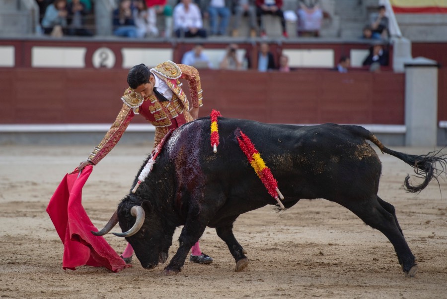 Dos novilladas con picadores en Pedrajas de San Estaban